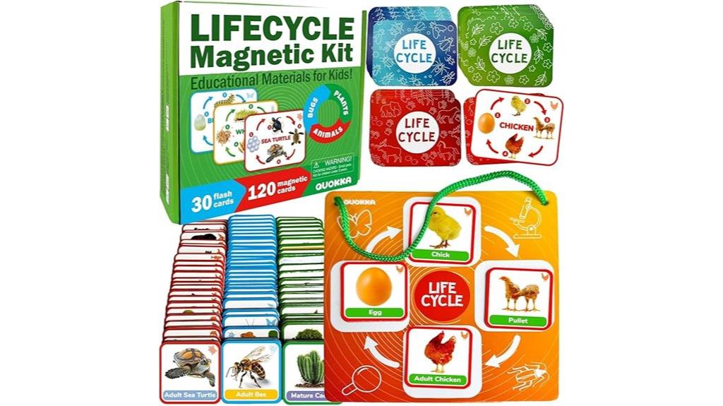 toddler quokka life cycle