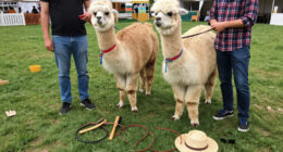 Llama And Alpaca Handlers Educate, Compete At State Fair
